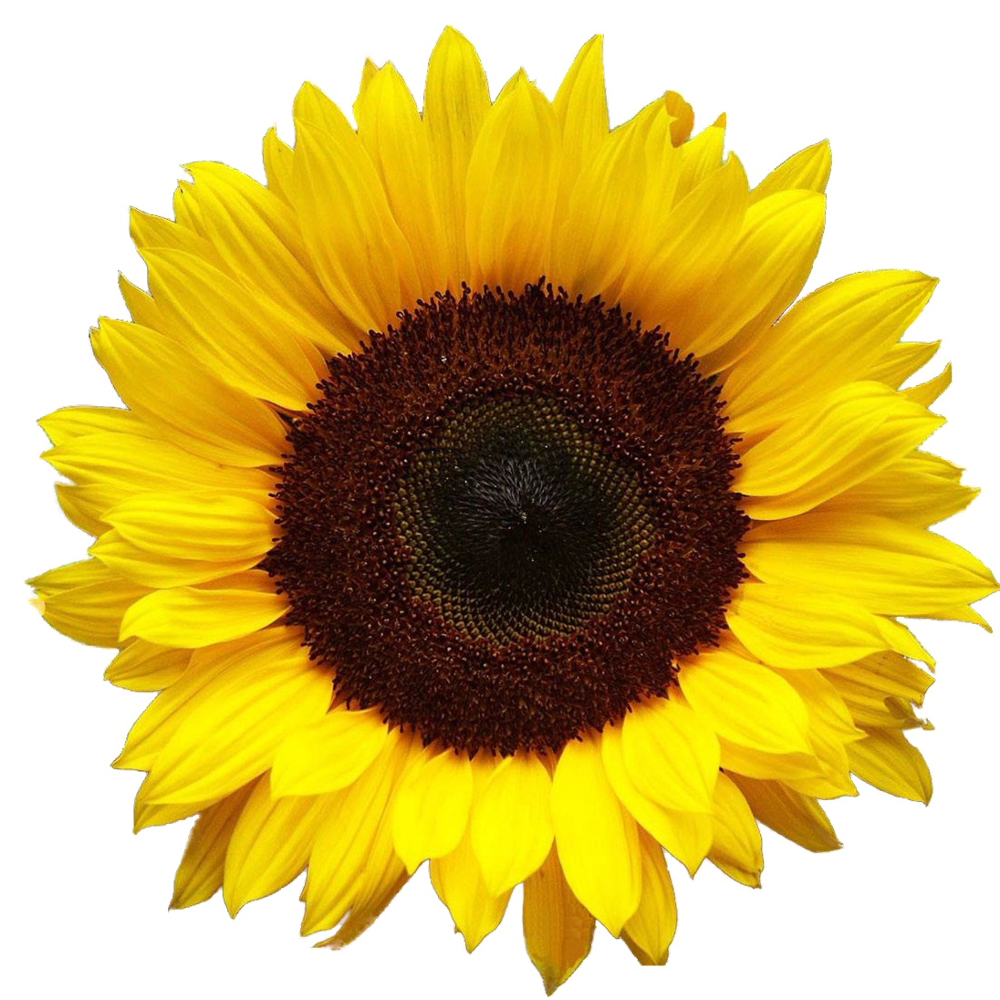 Girasole