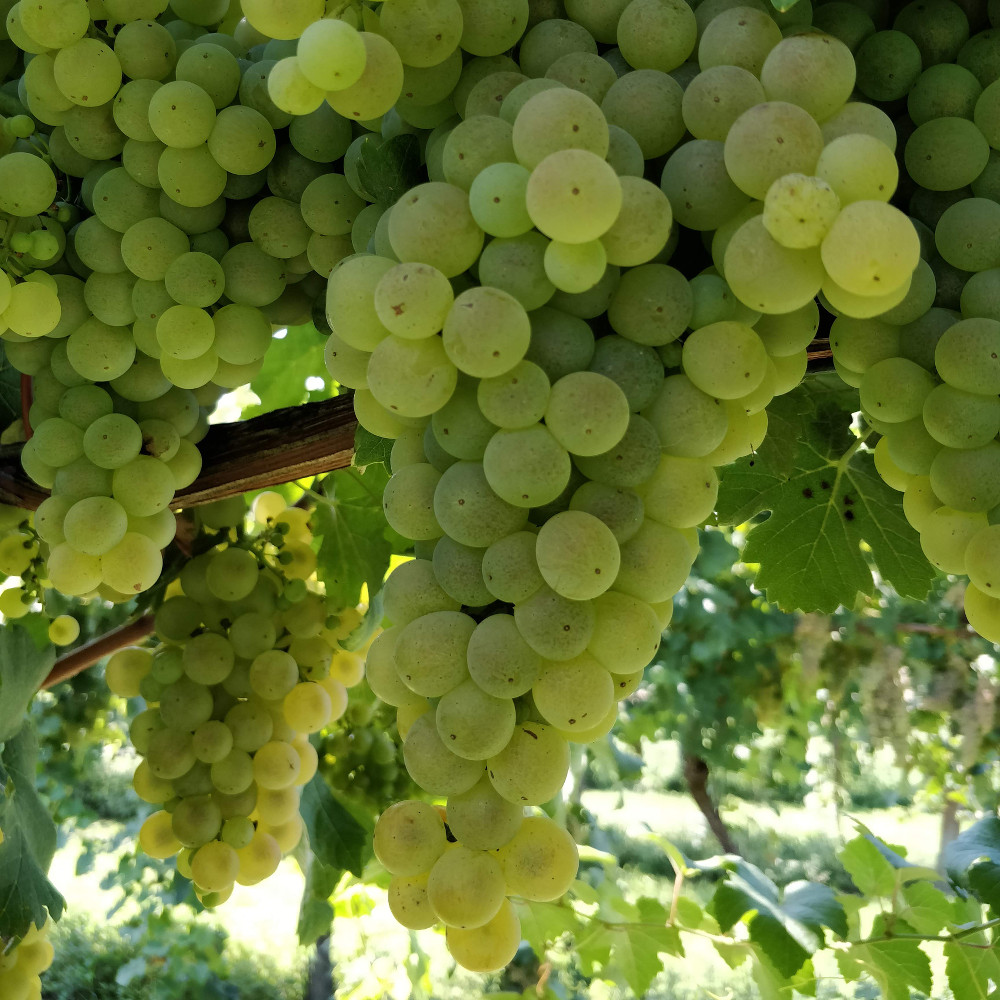 Trebbiano